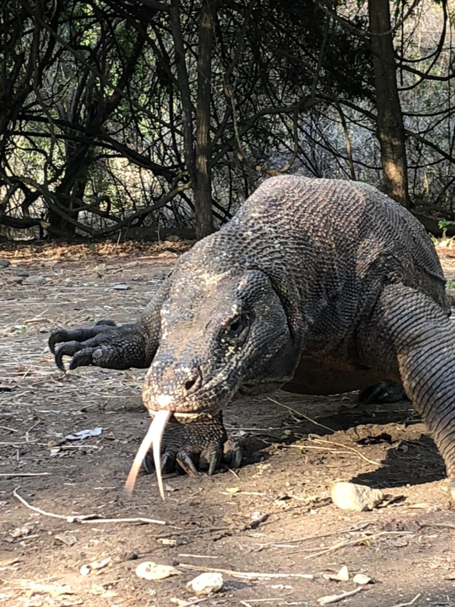 Dua Putri Komodo Homestay Exterior foto
