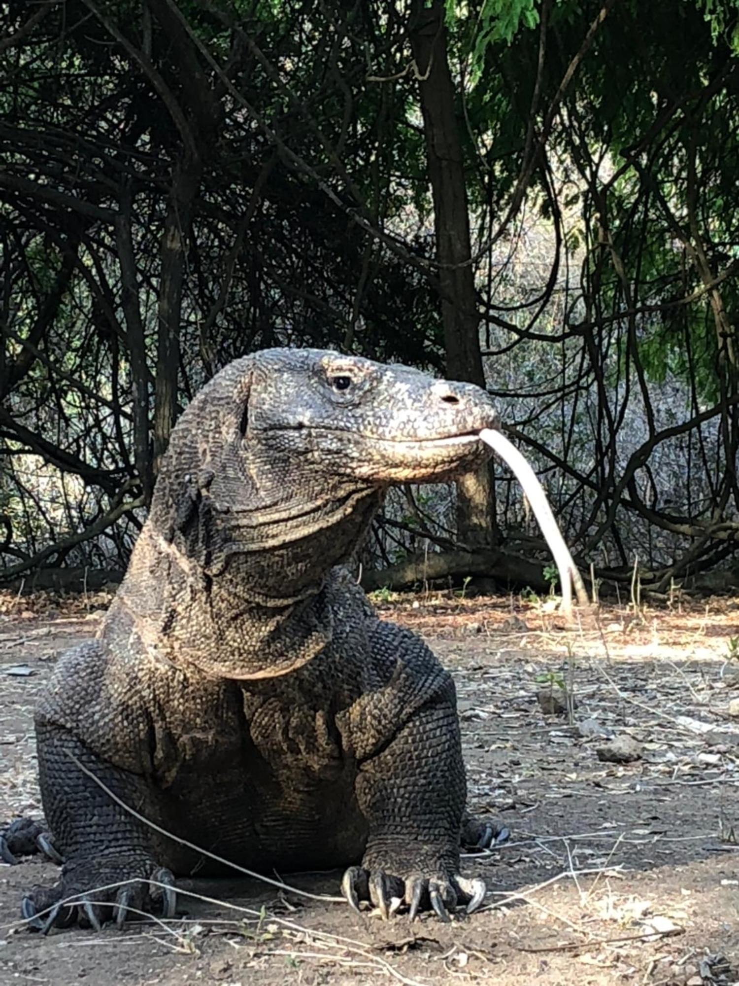 Dua Putri Komodo Homestay Exterior foto
